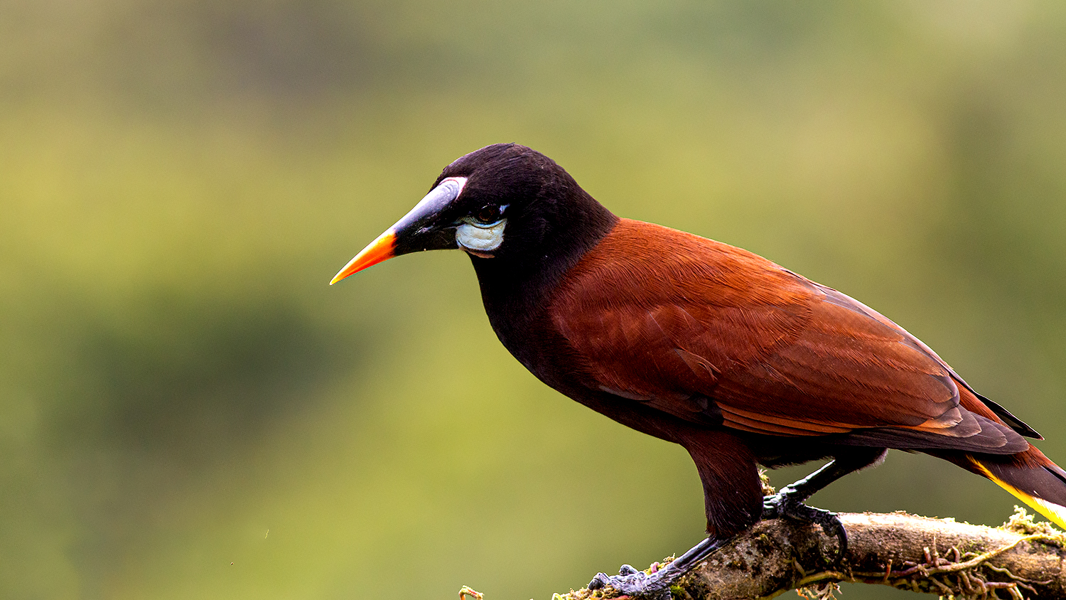 Montezuma Oropendola